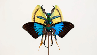 The Most Majestic Fairy Sculptures We've Seen Are Made Out Of Insects